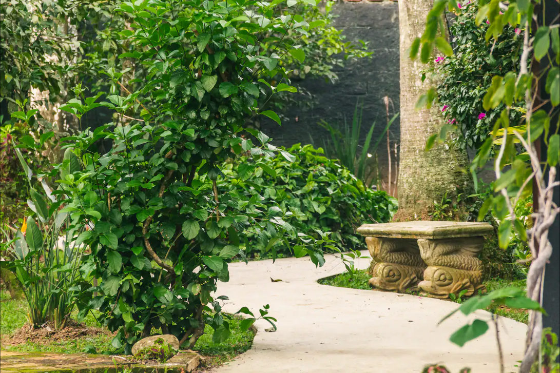 Palmeiras e plantas no jardim da casa